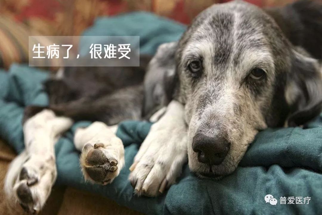 以仁醫(yī)之心關(guān)愛寵物健康 以仁醫(yī)之心關(guān)愛寵物健康